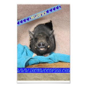 Murphy with his comfy blue blanket  photo print