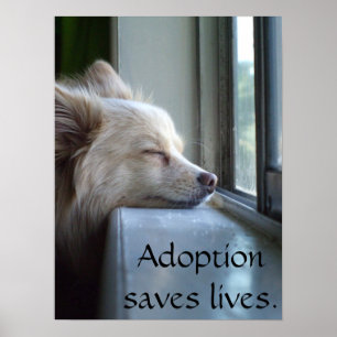 Murray Adopted Pomeranian Poster