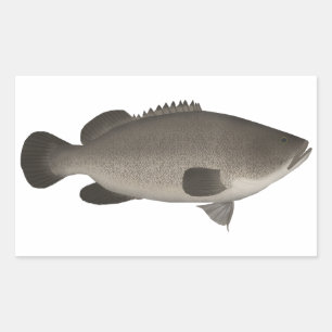 Murray Cod Sticker