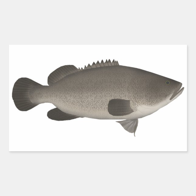 Murray Cod Sticker (Front)