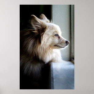 Murray - Pomeranian Poster