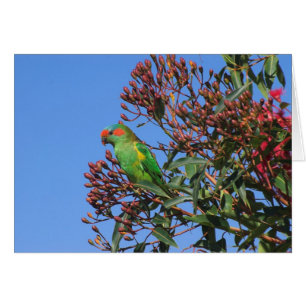 Musc Lorikeet