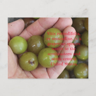 Muscadine's from Home Garden - Carte postale