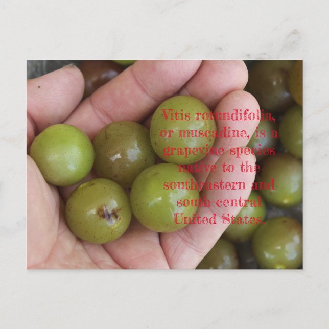 Muscadine's from Home Garden - Postcard (Front)