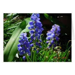 Muscari