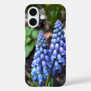 Muscari Armeniacum , Grape Hyacinth with Raindrops iPhone 16 Case