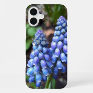 Muscari Armeniacum , Grape Hyacinth with Raindrops iPhone 16 Plus Case