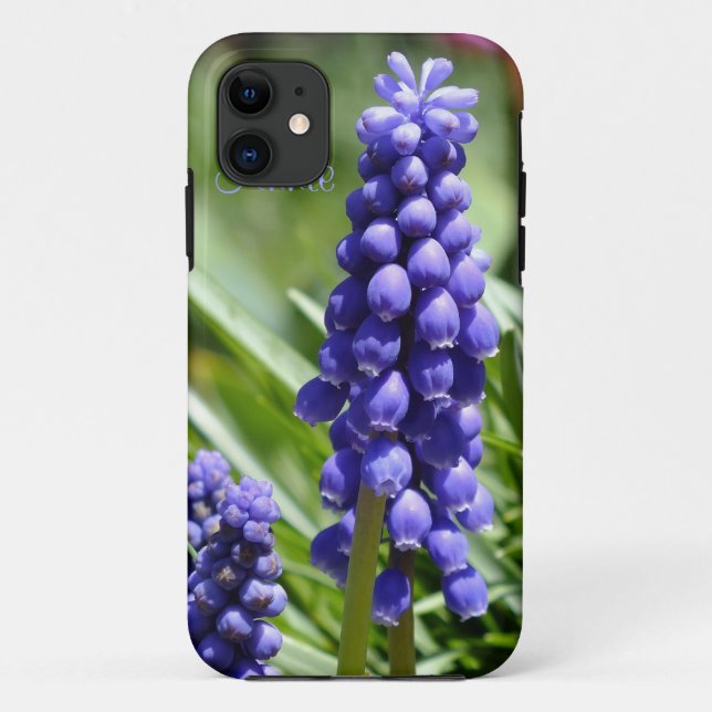 Muscari (Grape Hyacinth) iPhone 5 Case (Back)