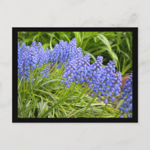 Muscari Postcard