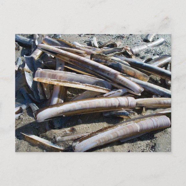 Muscheln Postcard (Front)