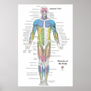 Muscle Anatomy Anterior View Chart