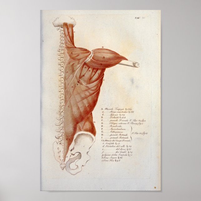 Muscle Anatomy Back Neck Print French (Front)