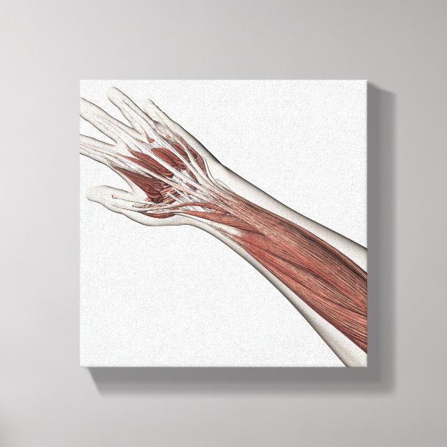 Muscle Anatomy Of Human Arm And Hand Canvas Print (Front)