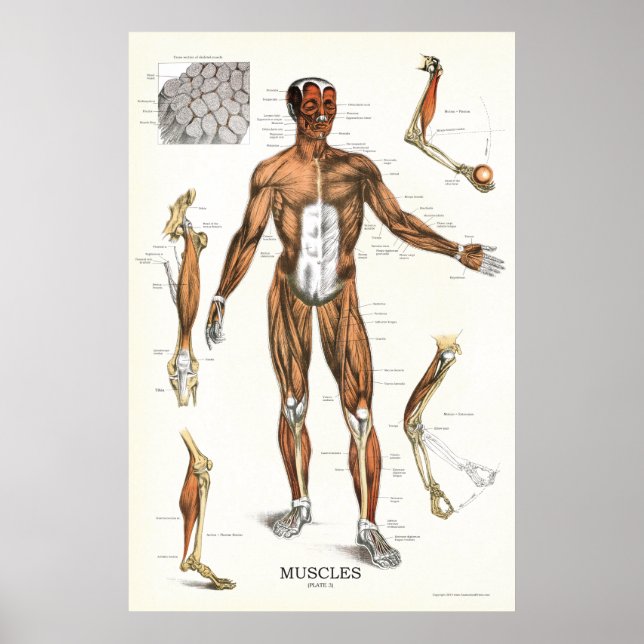 Muscle Anatomy Poster 24 X 36 (Front)