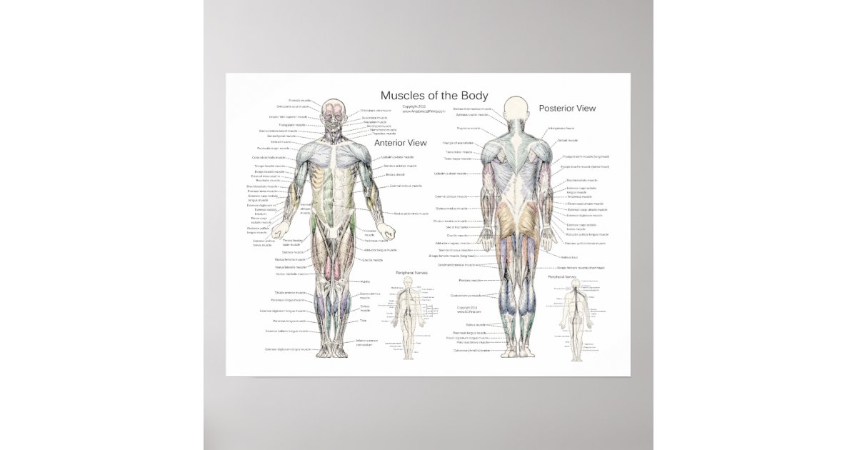 Muscle Anatomy Poster Anterior and Posterior | Zazzle