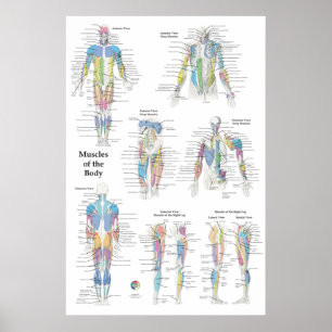 Muscle Anatomy Posterior Anterior Poster