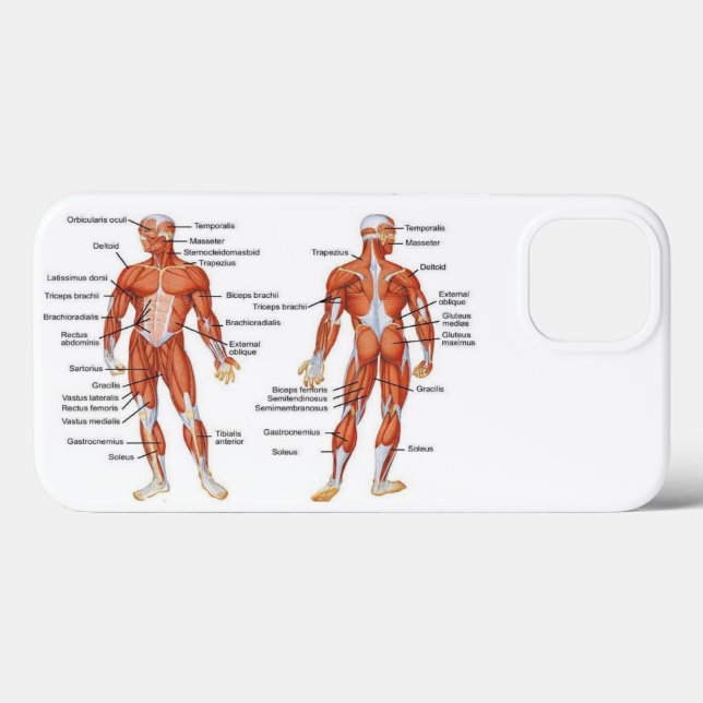 Muscle Diagram medgifts101 Case-Mate iPhone Case (Back (Horizontal))