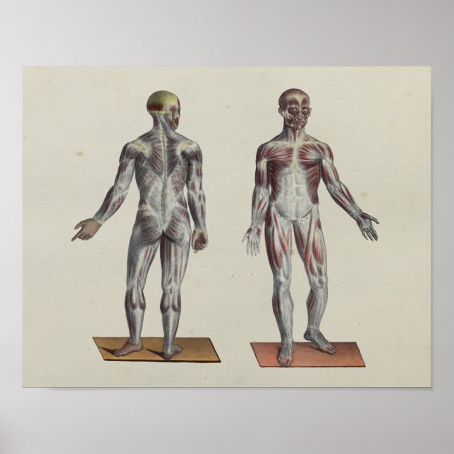 Muscle Fascia Anatomy Print Front Back (Front)