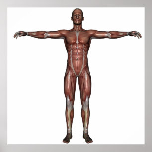 Muscle of man poster