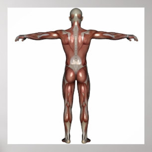 Muscle of man poster