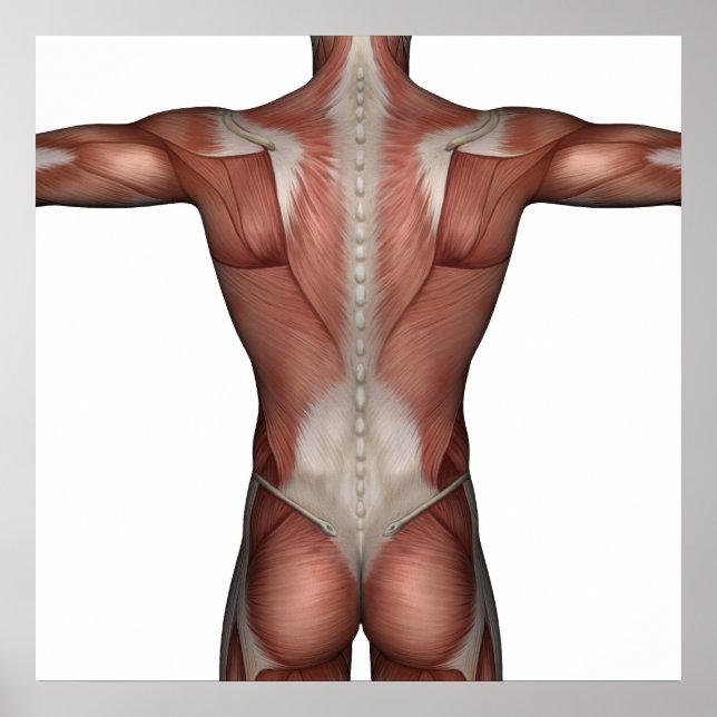 Muscle of man poster (Front)