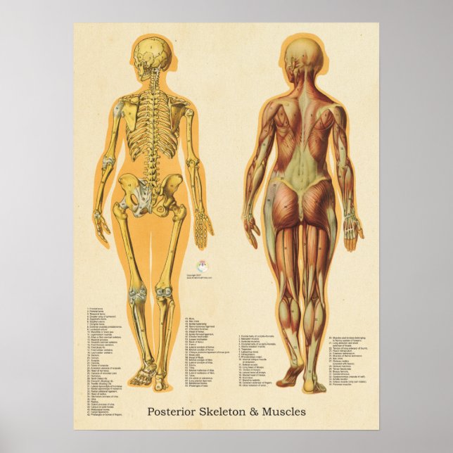 Muscle Skeleton Skeletal Anatomy Chart Female (Front)