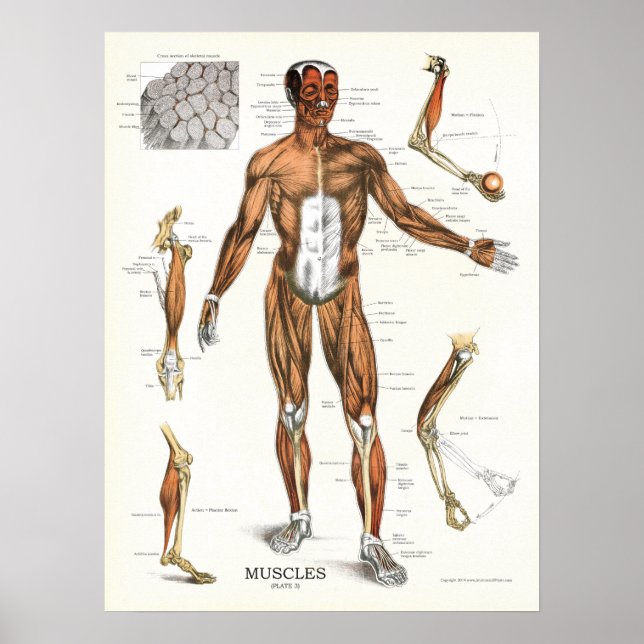 Muscles Anatomy Anatomical Chart (Front)