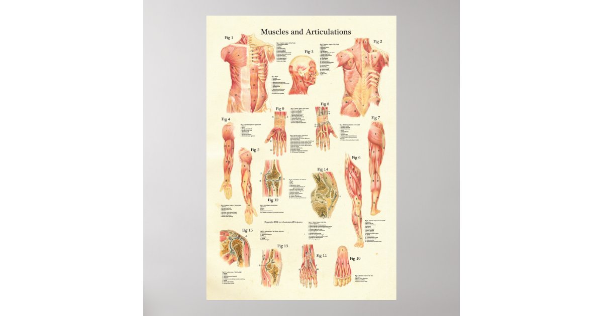 Muscles and Articulations Human Anatomy Poster | Zazzle