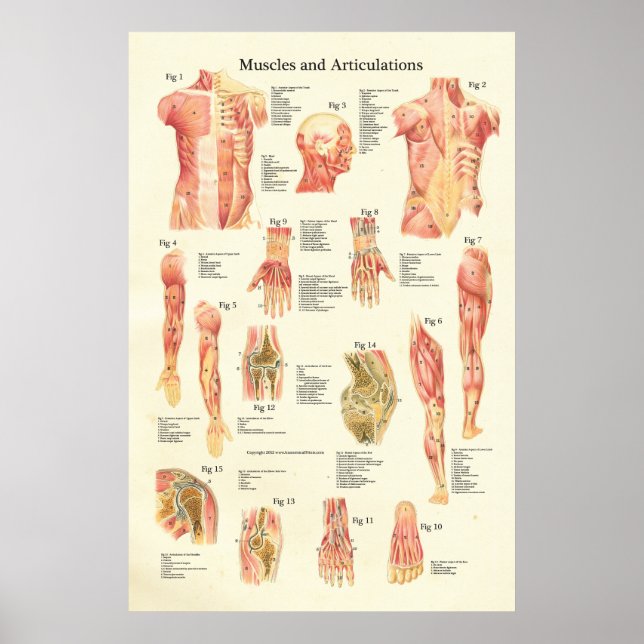 Muscles and Articulations Human Anatomy Poster (Front)