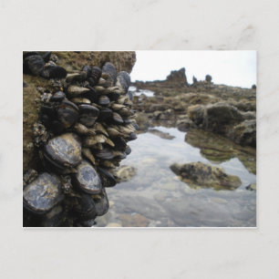 Muscles and Rocks on Newport Beach Postcard