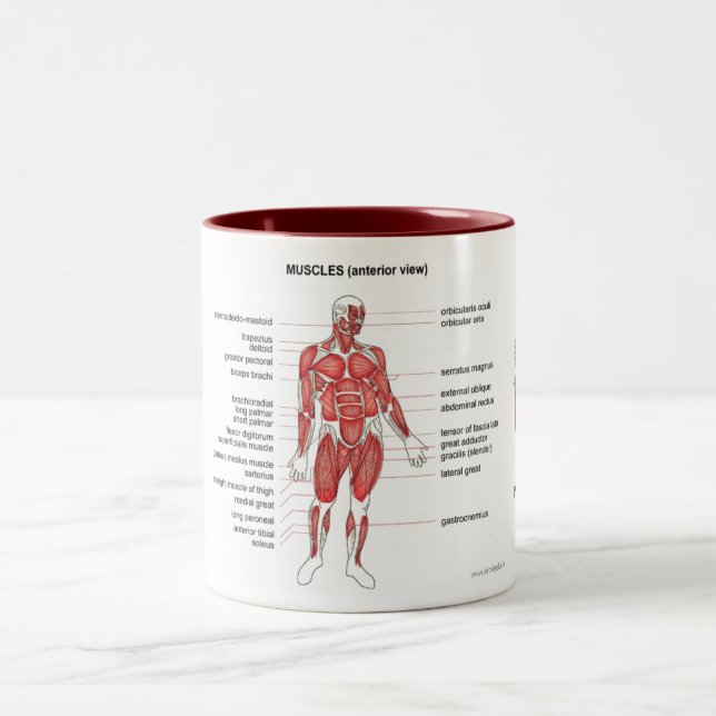 Muscles (anterior view) notes and coffee Two-Tone coffee mug (Center)