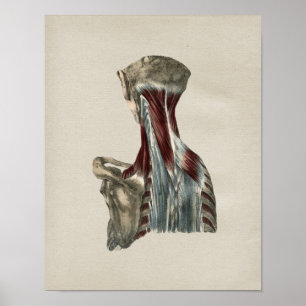 Muscles du cou humain Anatomie Vintage impression