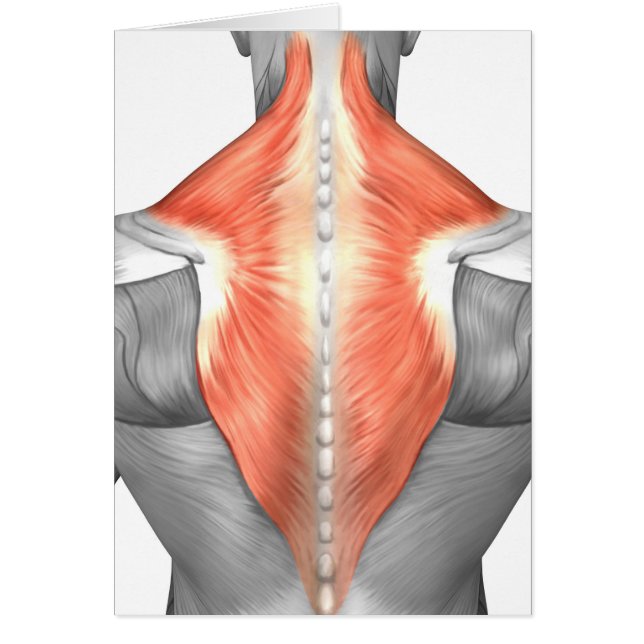 Muscles Du Dos Et Du Cou (Devant)