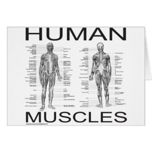 Muscles humains et anatomie