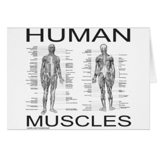 Muscles humains et anatomie