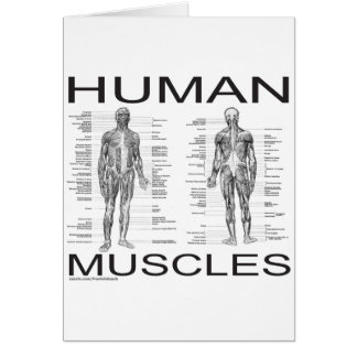 Muscles humains et anatomie