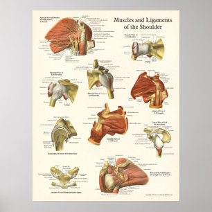 Muscles & Ligaments Poster d'anatomie de l'épaule