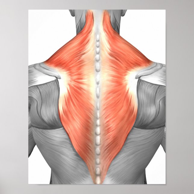 Muscles Of The Back And Neck Poster (Front)