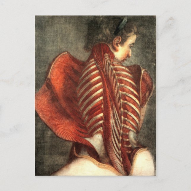 Muscles of the back in a female postcard (Front)