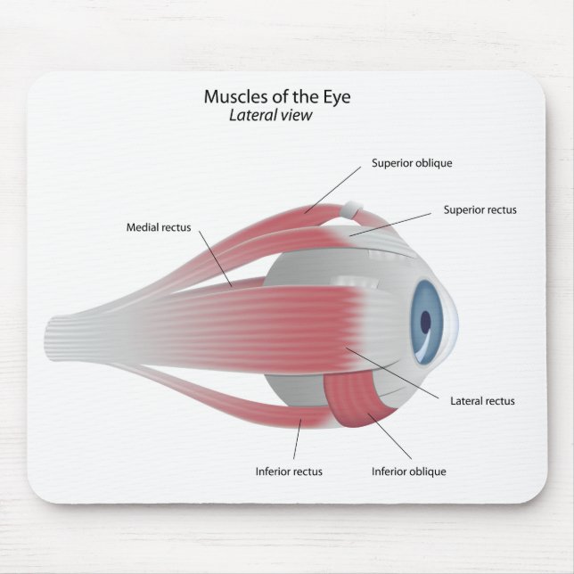 Muscles of the Eye Mousepad (Front)