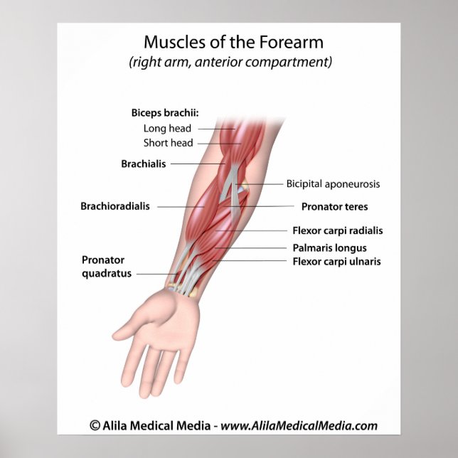 Muscles of the forearm, labelled diagram. poster (Front)