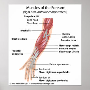 Muscles of the forearm, labelled diagram. poster