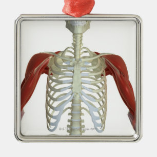Muscles of the Shoulder 2 Metal Ornament