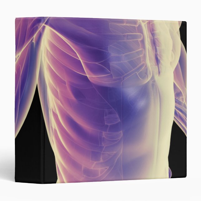 Muscles of the Trunk 3 Binder (Front/Spine)
