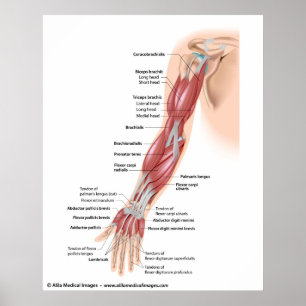 Muscles of the whole arm, labelled drawing. poster