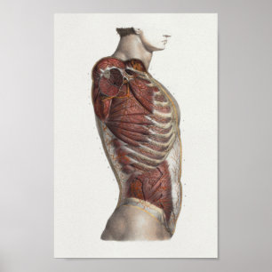 Muscles Torso 1867 Anatomie Vintage Impression