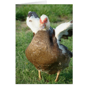 Muscov Hen