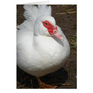 Muscov Hen