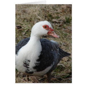 Muscov Hen