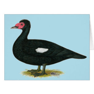 Muscovy Black Drake